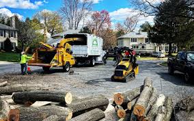 Trusted Branson, MO Tree Care  Experts